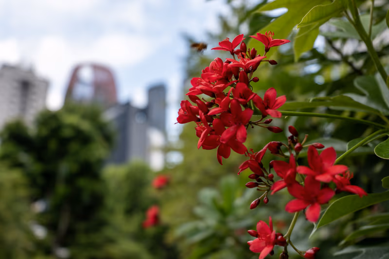 鲜红花丛中飞舞采蜜的蜜蜂，背景是虚化的城市建筑