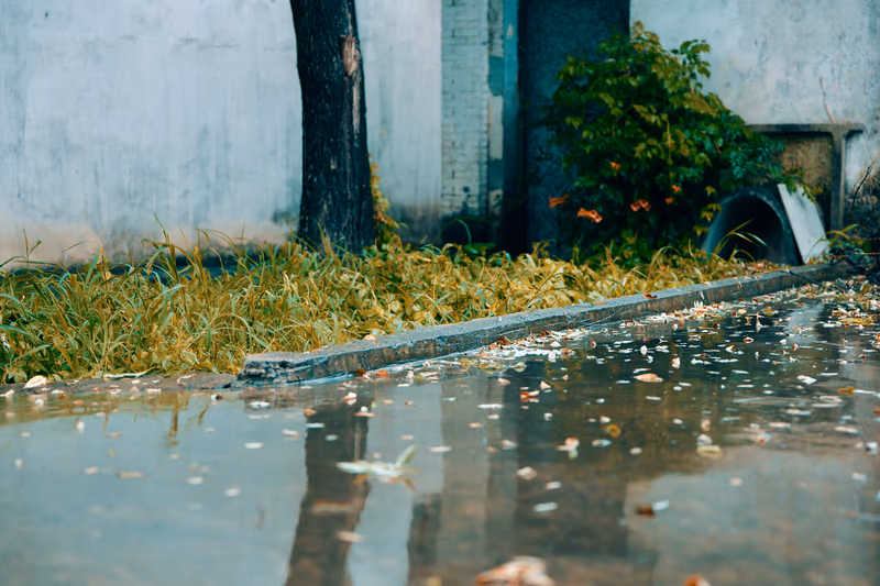 雨后水洼中漂浮的落叶与树影倒映